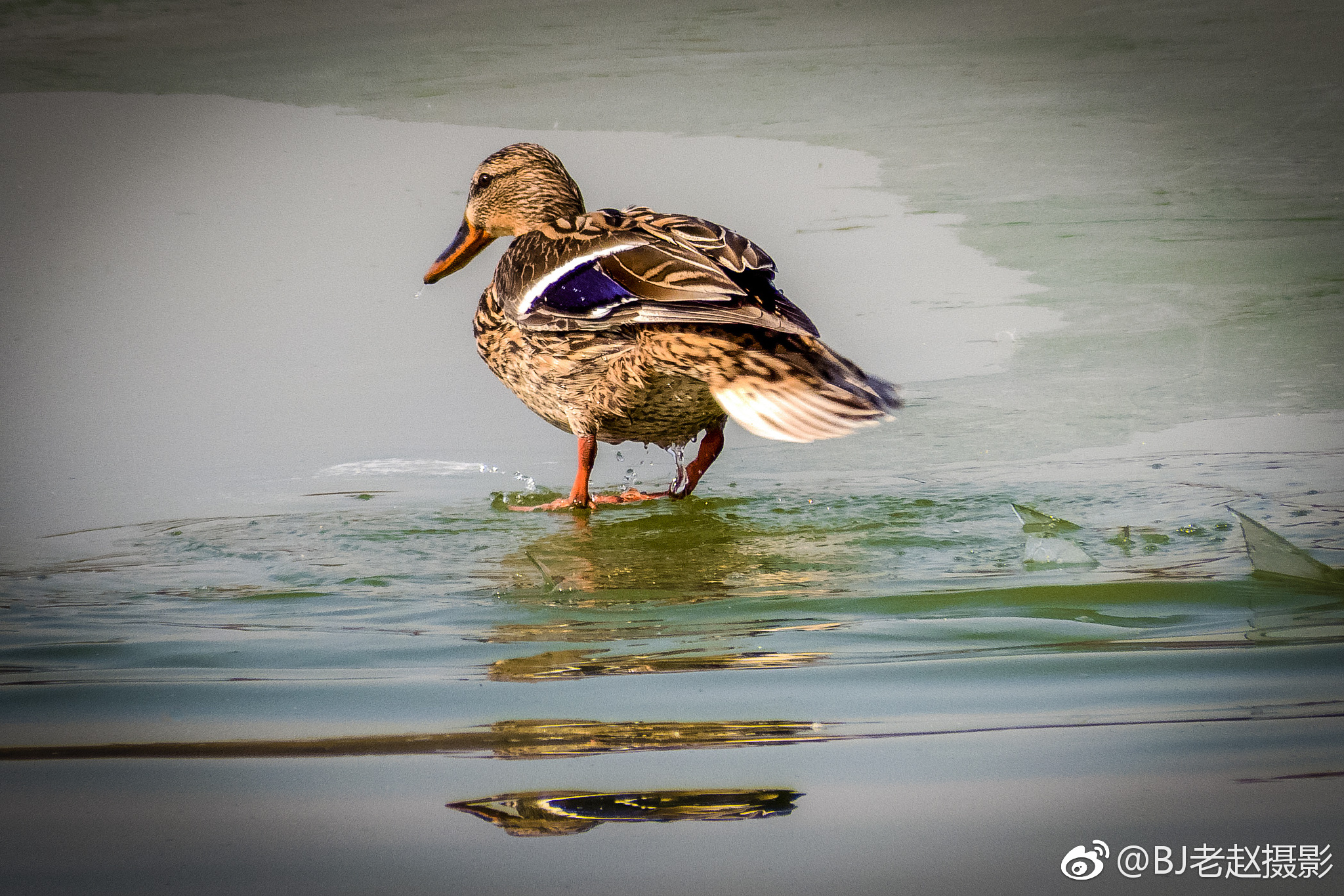 济南女人找鸭子是在上面还是下面