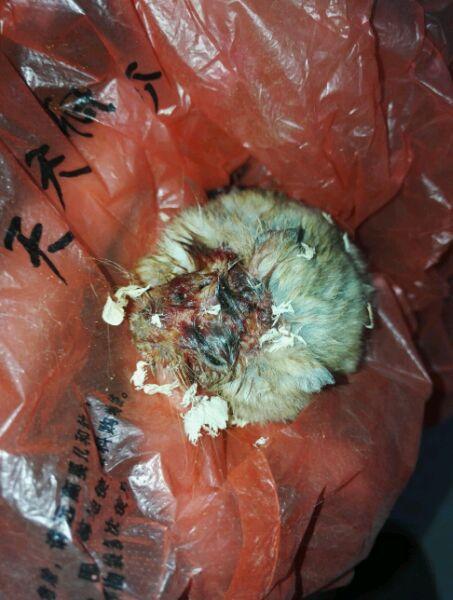 女孩求助,家里的仓鼠快被打死了,我看了眼原来是她将仓鼠合笼了