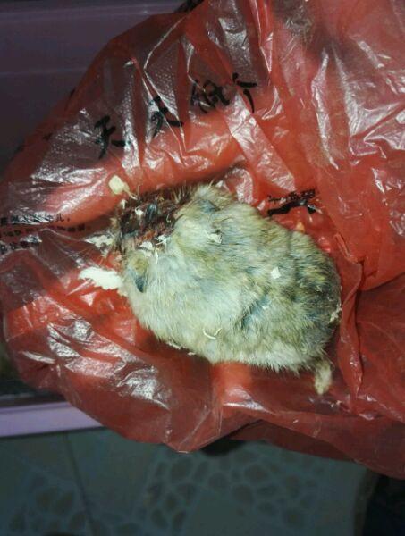 女孩求助,家里的仓鼠快被打死了,我看了眼原来是她将仓鼠合笼了