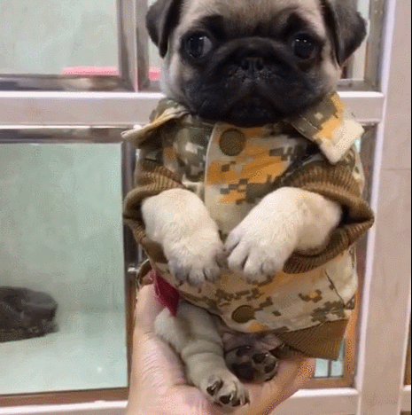 搞笑萌宠:狗狗穿着迷彩服饰,正脸对视主人,严肃又可爱