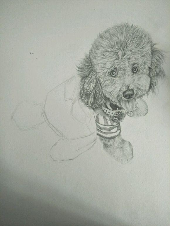 我觉得这位网友家的泰迪就特别的幸福!