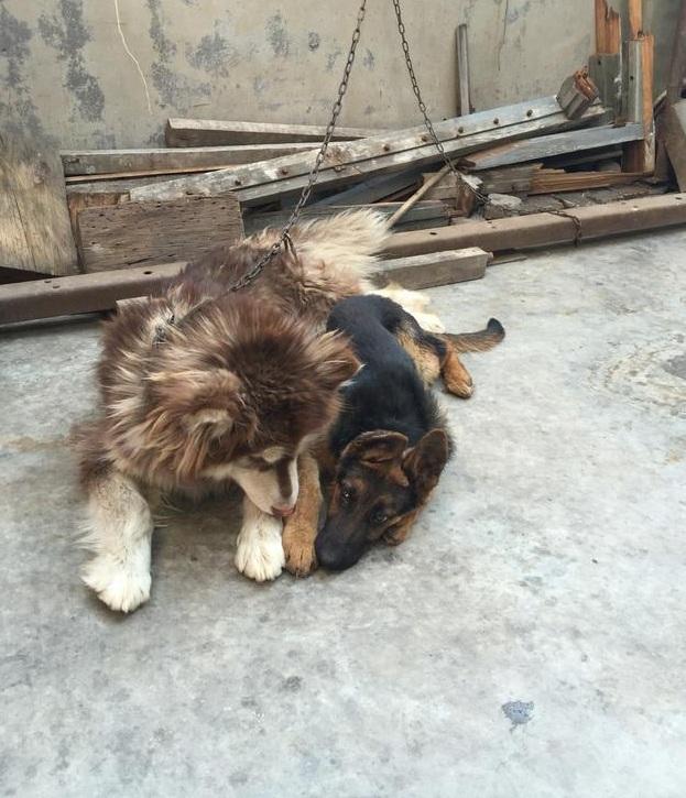 当阿拉斯加和德牧在一起时,是基情还是爱情?这画面太美