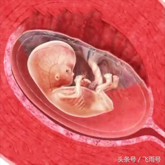 解剖孕妇大肚子 婴儿图片