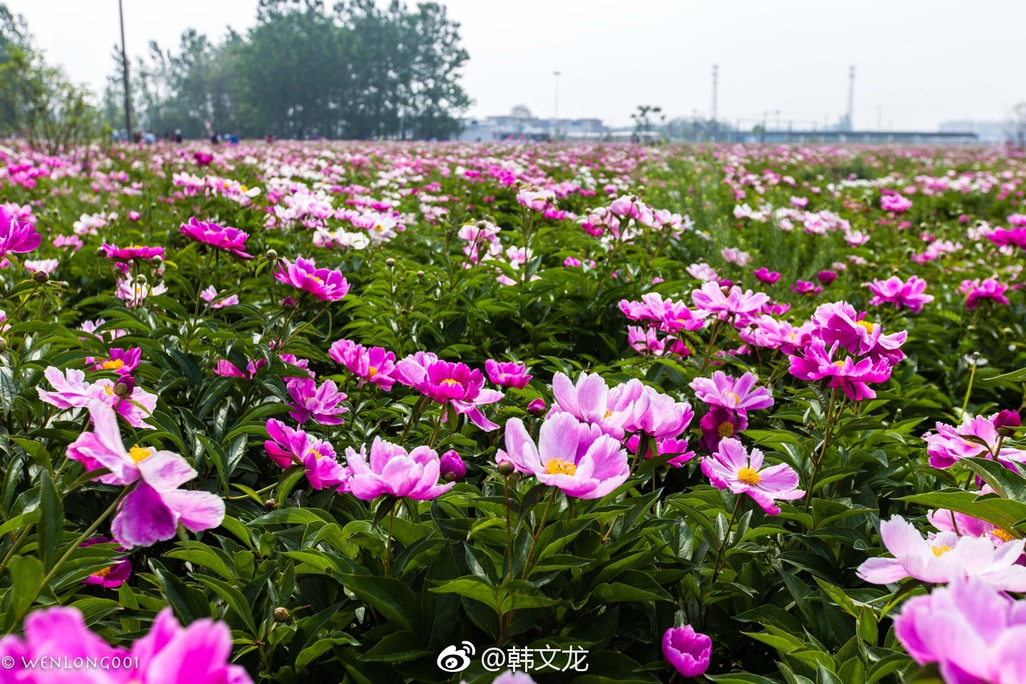 芍药花开的季节来到亳州觉得芍药花可以算得上亳州的一个代名词