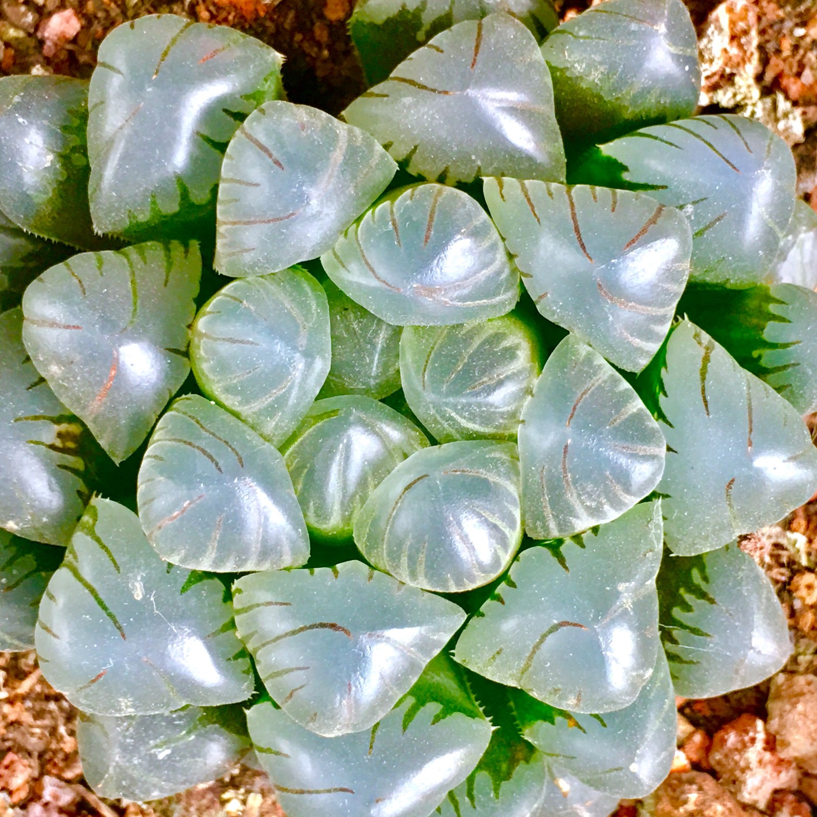 大自然的对称美 多肉植物的世界(一)