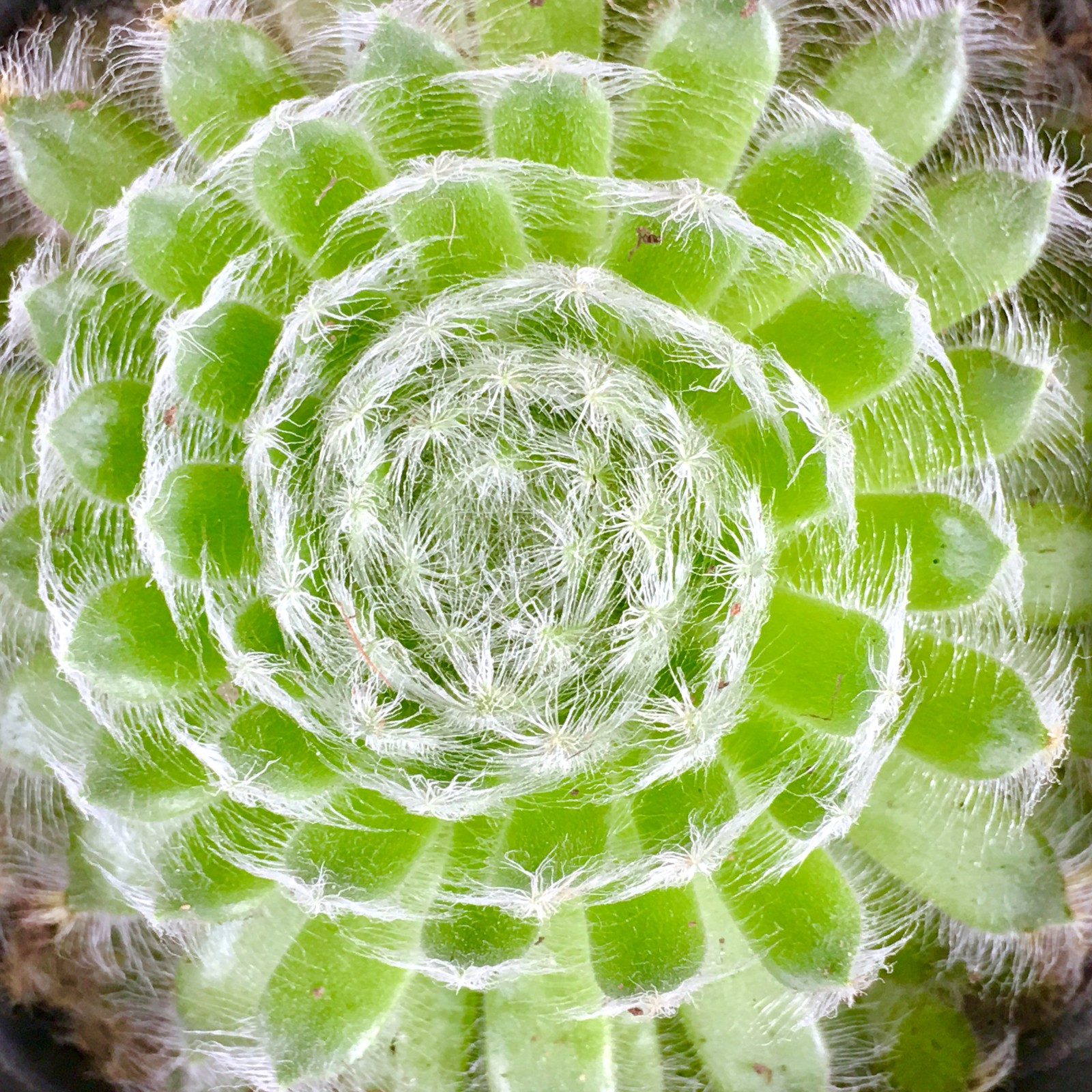 大自然的对称美多肉植物的世界一