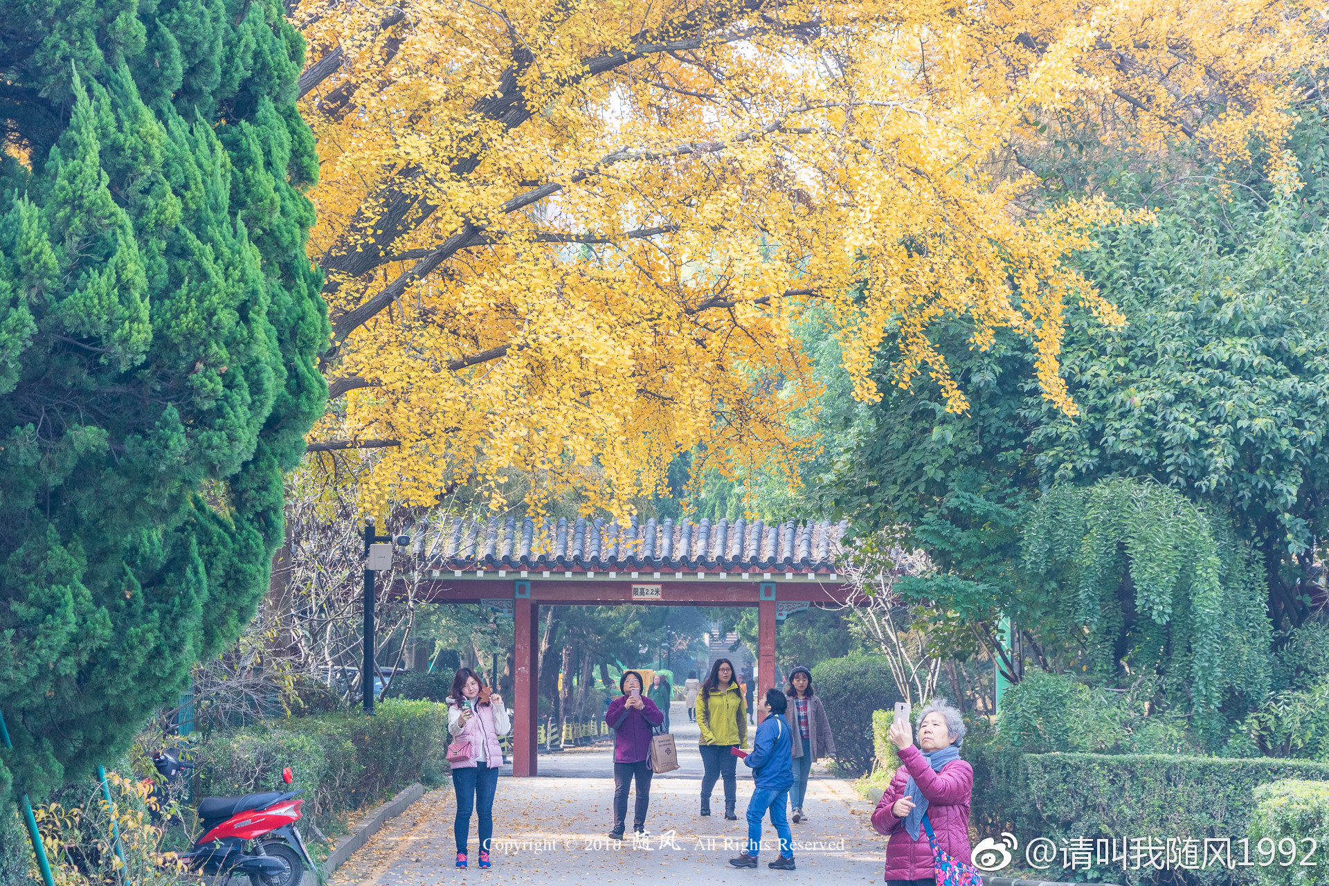 随园银杏上线,秒变东方最美校园@南京师范大学_新浪新闻