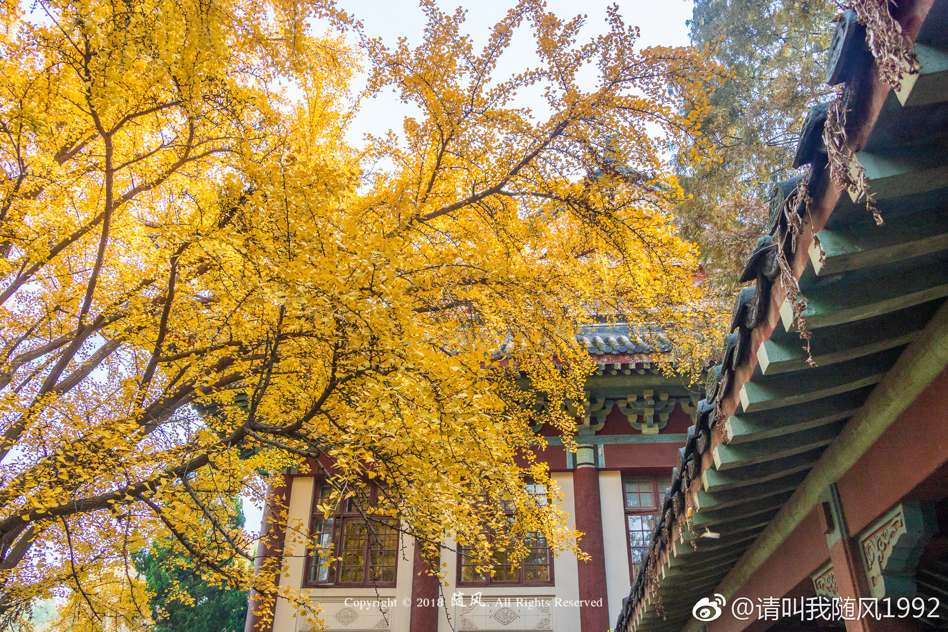 随园银杏上线,秒变东方最美校园@南京师范大学_新浪新闻
