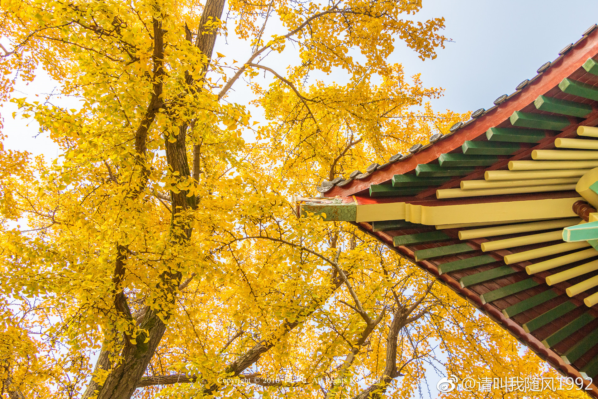 随园银杏上线,秒变东方最美校园@南京师范大学|随园|南京师范大学