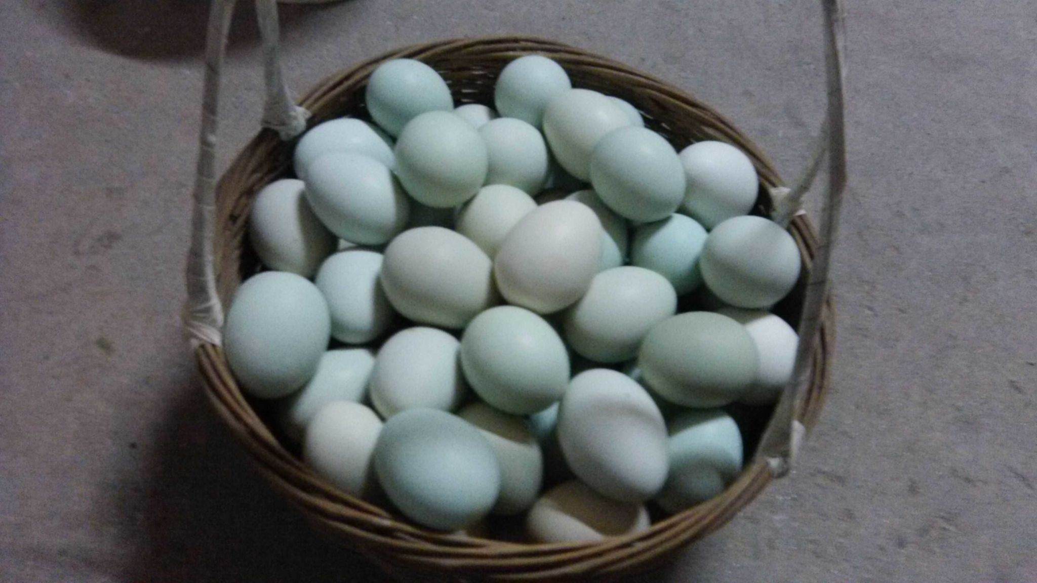 为什么鸭蛋不能炒着吃,只能腌着吃?网友回答亮了!