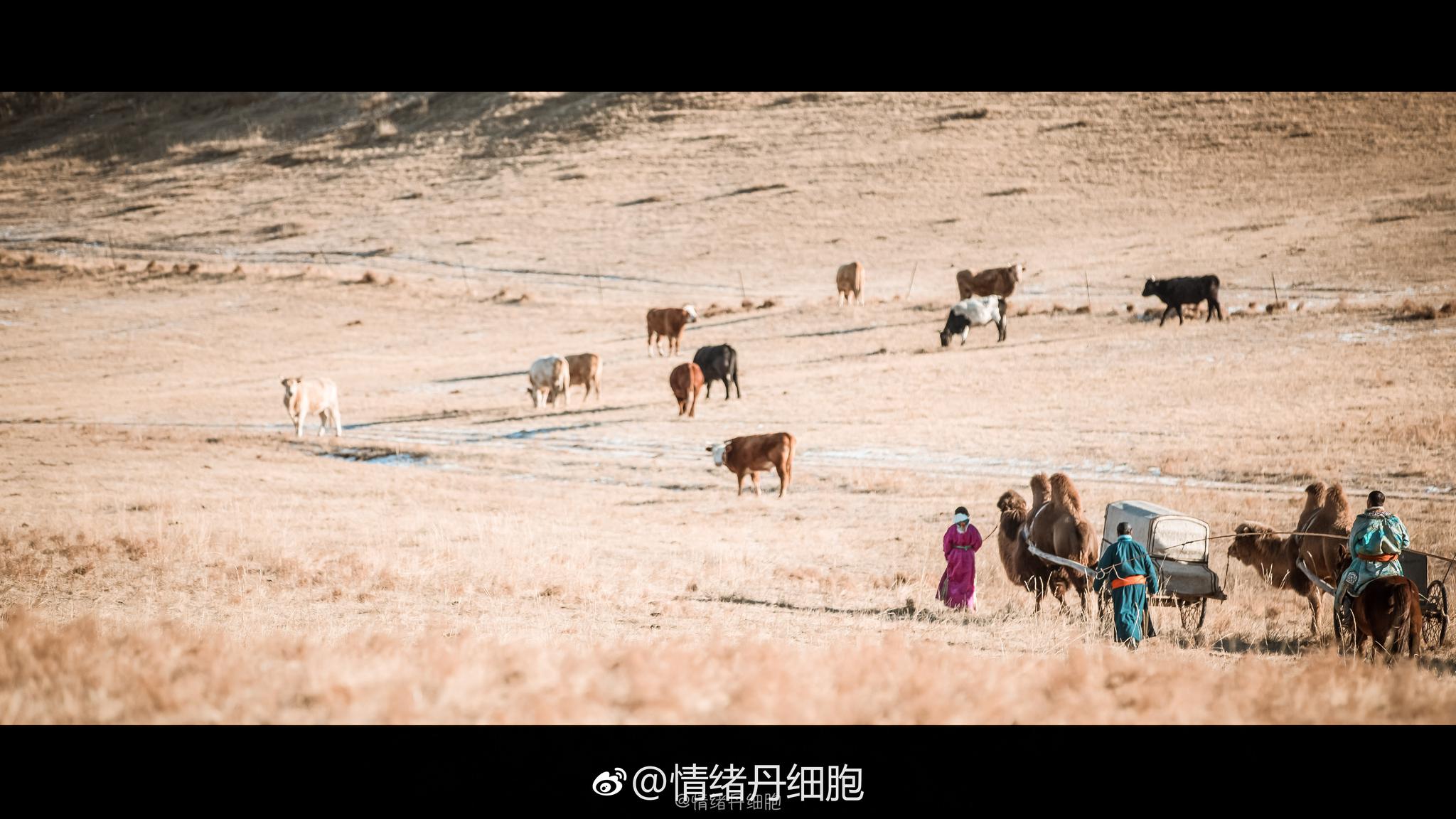 蒙古游牧民族：草原生活并不贫困，上万头牛羊能值几套房_传统