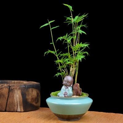 要想米竹养在盆中好看,就要注意这三点,这类竹子盆景就很好看哦