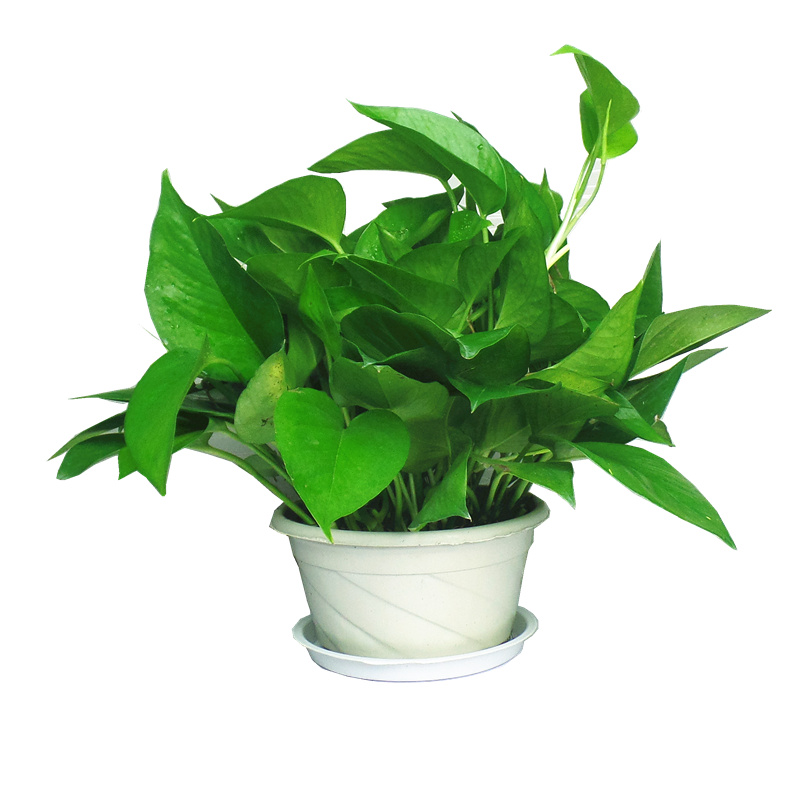 绿萝别浇自来水!只要浇2种废水,叶子呼呼疯长,比肥料还好用