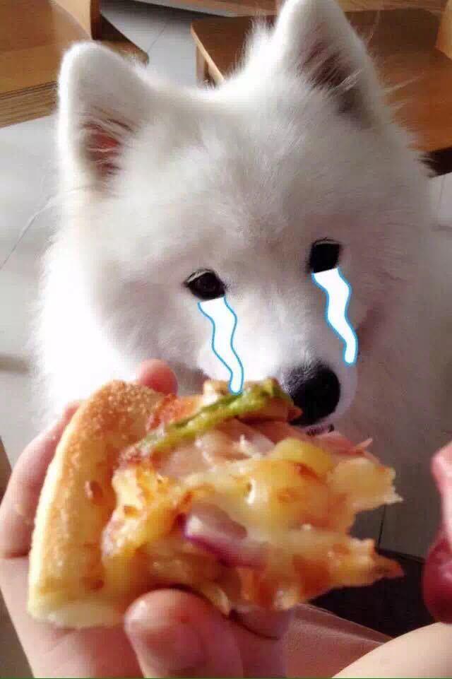 养一只馋嘴的狗狗,每次家人吃饭,它都是一副可怜巴巴的样子