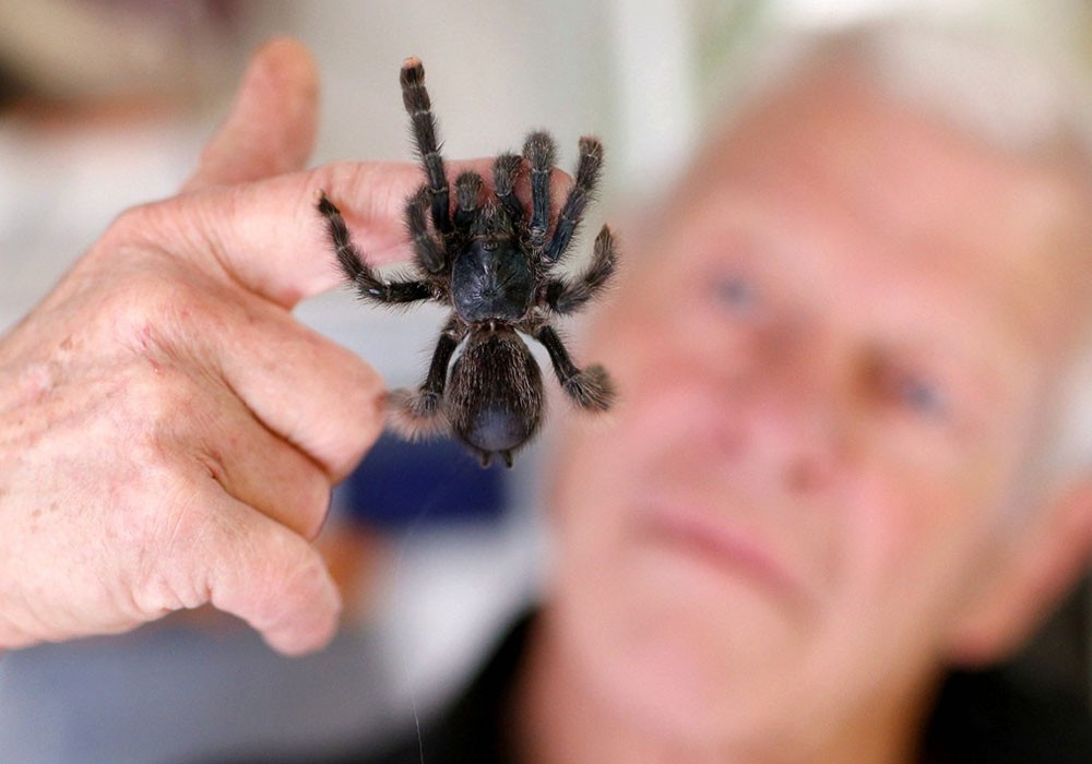 硕大的蜘蛛在他手上看起来很乖巧.