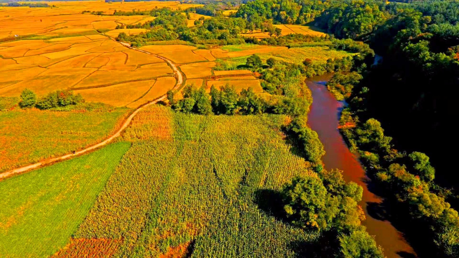 震撼双眼的兴隆鸡冠山金色大地