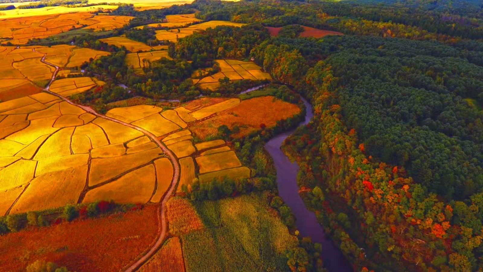 震撼双眼的兴隆鸡冠山金色大地