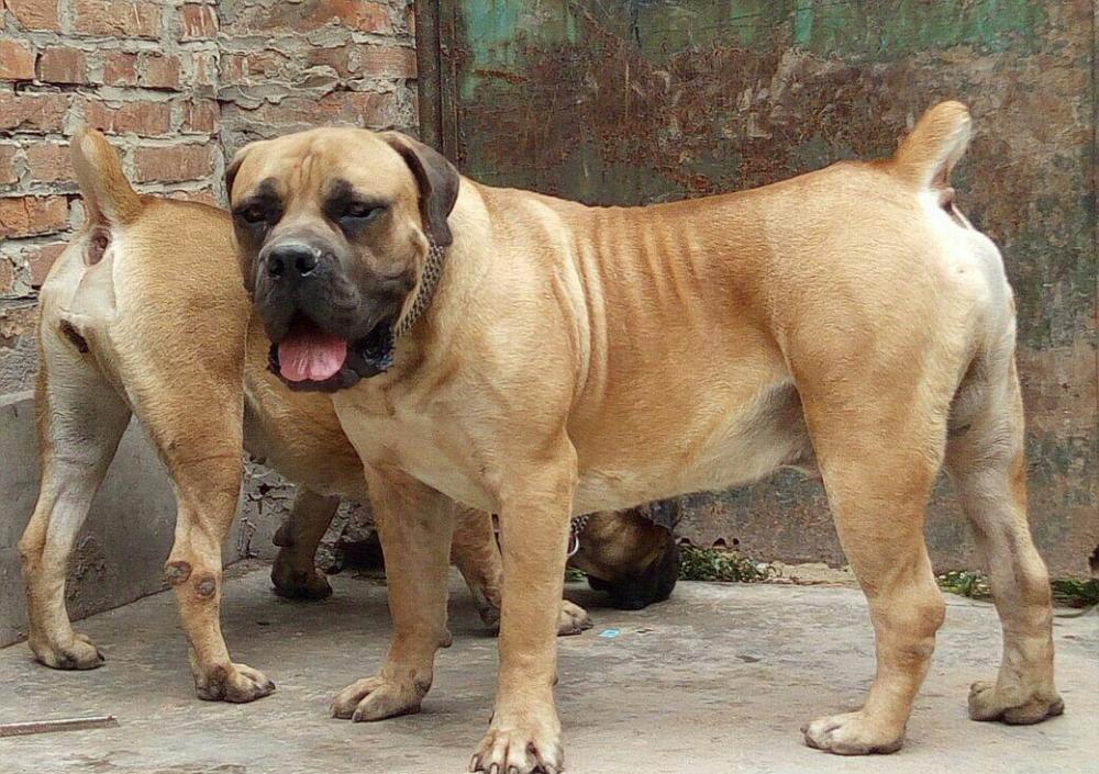 南非獒魔术师的孙子马上就要问世, 给你不一样的感觉