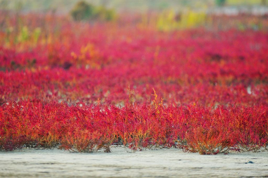 山东青岛胶州湾湿地深秋时节碱蓬草色泽浓烈 犹如"红毯"铺就大地