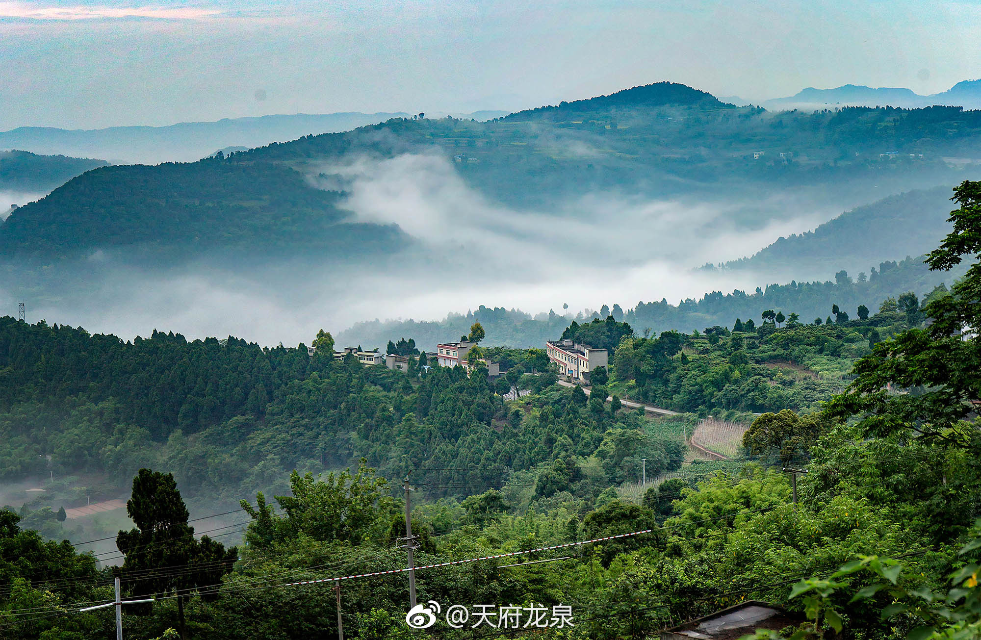 61万认养款为龙泉山增绿1.2万平方米[赞啊]