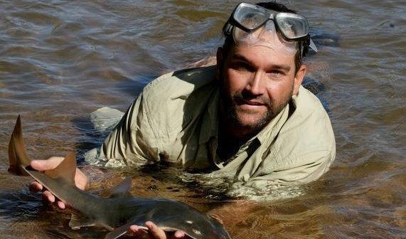 图为婴儿淡水锯鲛,成年个体往往能长到6.1米长.