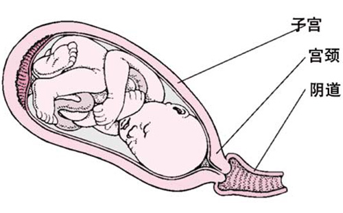 孕妇肛检趴着图片