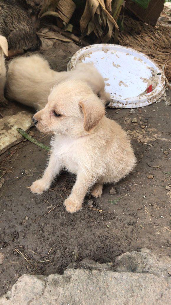 一窝流浪小奶狗丢了狗妈妈,小家伙们流落公园,相互依偎令人心酸