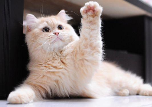 上课举手回答问题的喵星人们,你们也太积极了吧