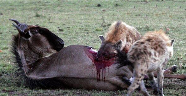 地球上咬合力最强的动物, 吊打比特犬藏獒, 掏肛让猎物绝望|鬣狗|猎物