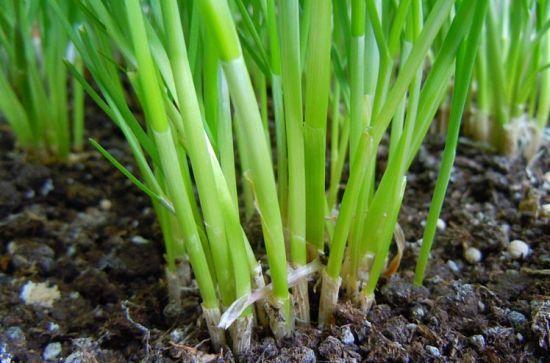 为什么你种的韭菜越长越细,只要这么做盆栽韭