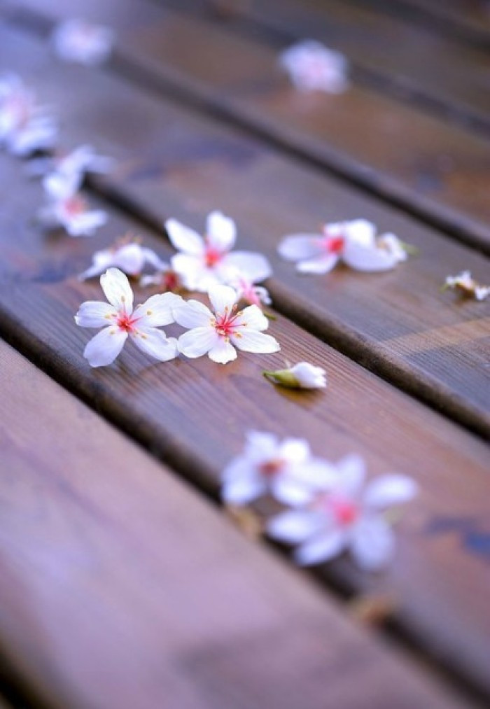 李商隐的落花诗:花,诗意了生活,也写尽了哀伤