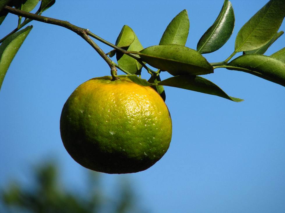 坚持吃5种食物,保护视力,缓解眼疲劳!