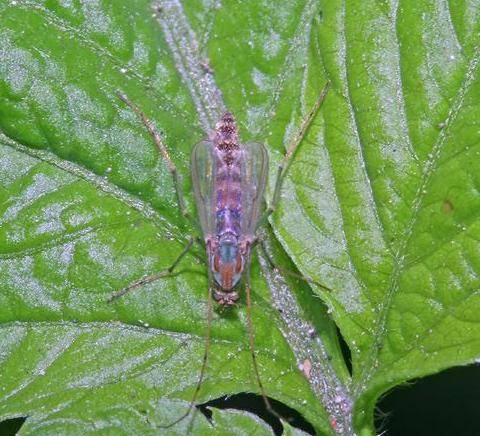 扇动翅膀最快的昆虫——摇蚊,1秒钟扇动翅膀1046次.