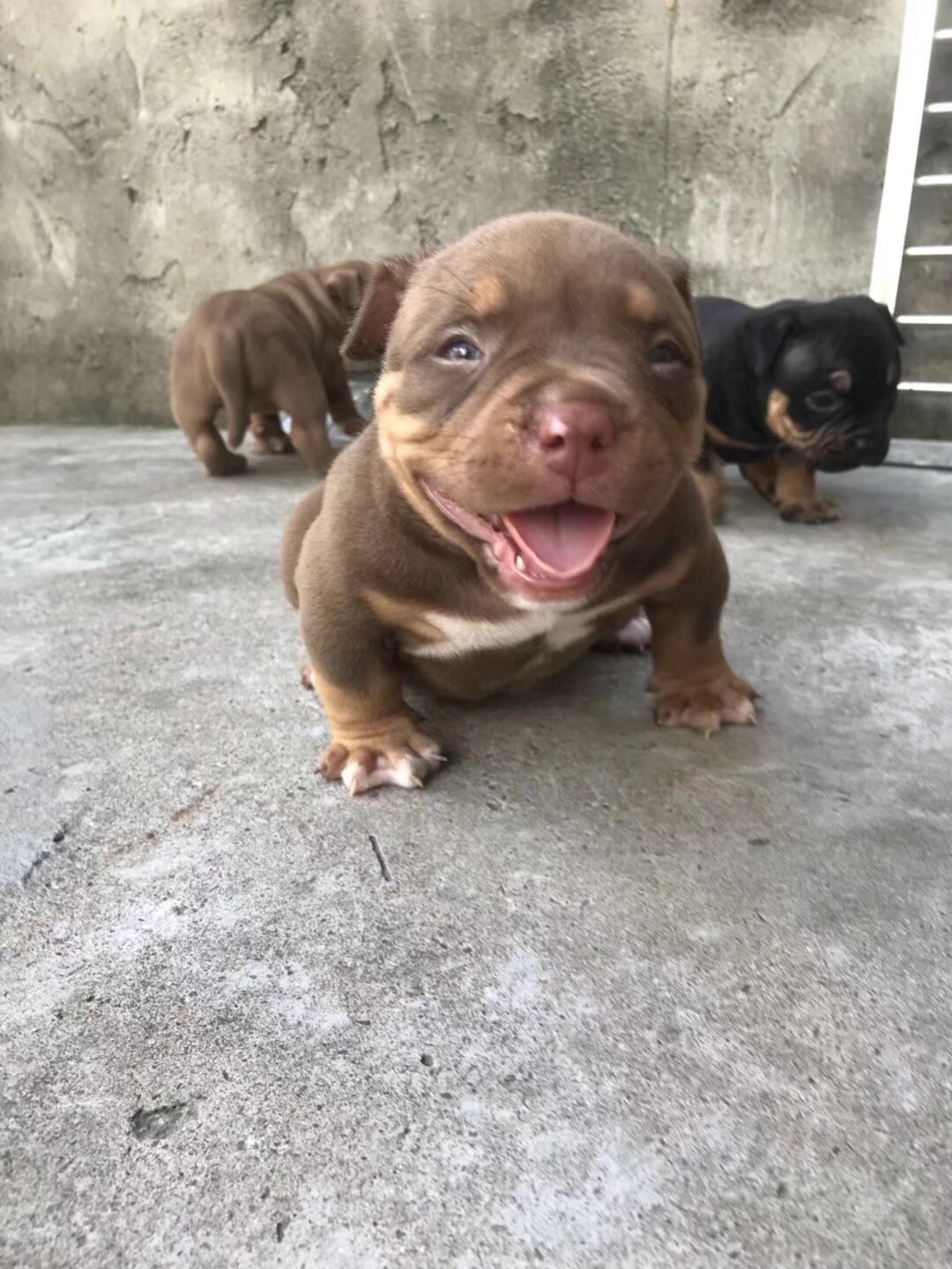 恶霸小奶狗睁开眼睛后咧着嘴笑了