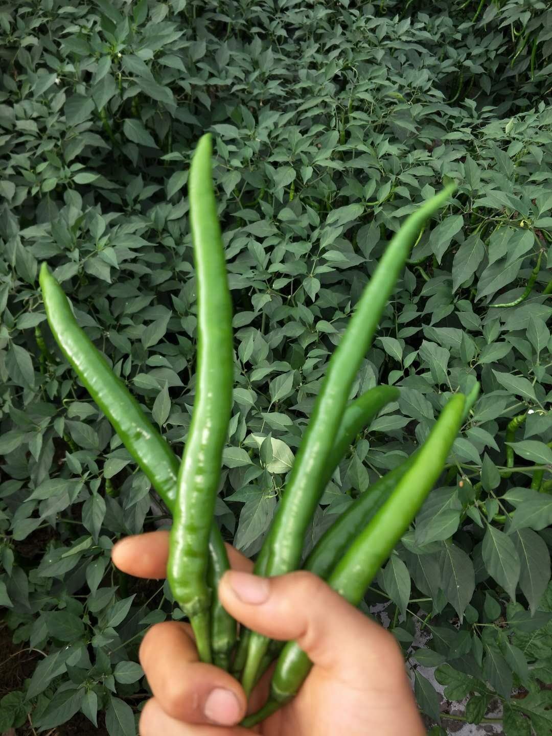 遵义市新蒲新区"虾子辣椒全产业链"之生产种植篇