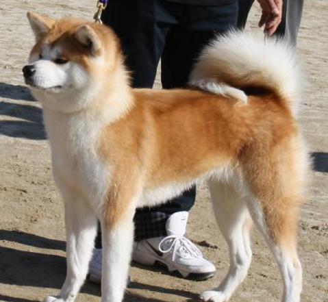 被誉为国犬,但在中国很多城市竟是禁养犬