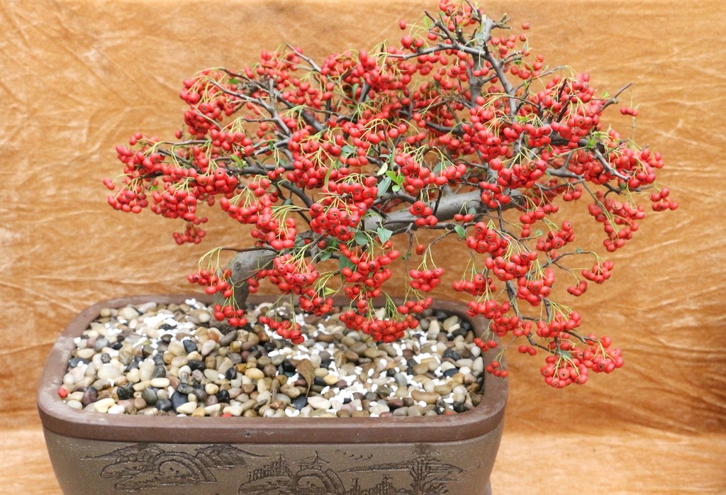 经验掌握六要点让你的火棘盆景朵朵繁华累累硕果