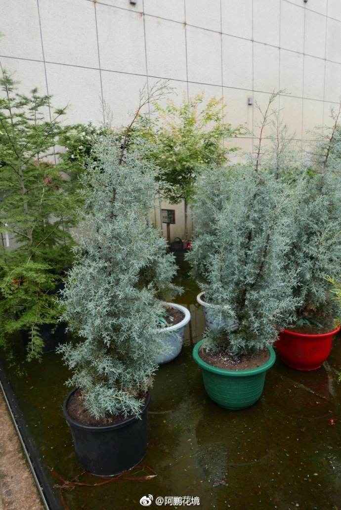 蓝冰柏,学名cupressus blue ice,柏科,柏木属.常绿树种,耐高温|树种|