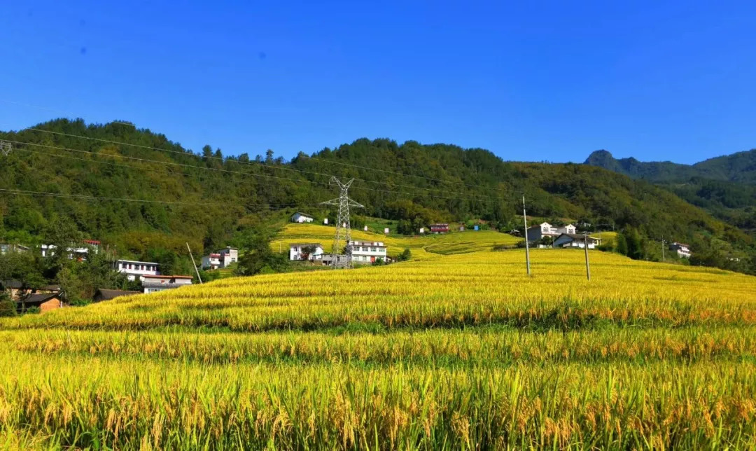 摄影师镜头下的稻花香 美得令人落泪
