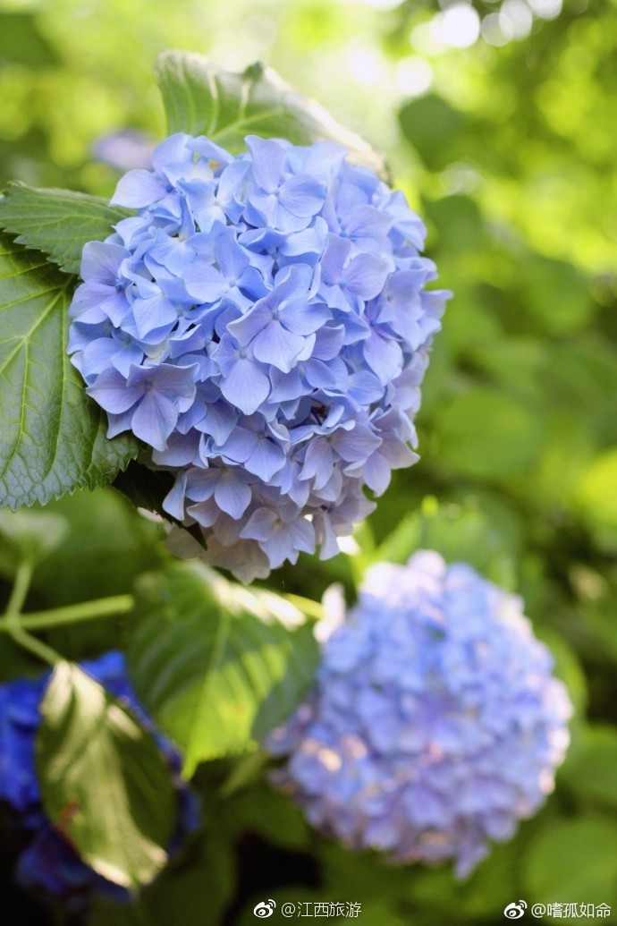 又到了一年万物茂盛的季节艾溪湖的绣球花花开正好
