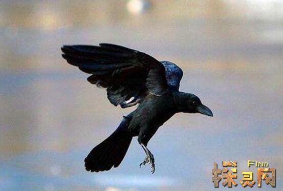 乌鸦悖论逻辑学的错误,归纳法终于被推翻(颠覆