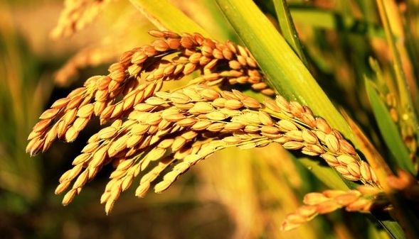 真降价了!18年水稻最低保护价出台!