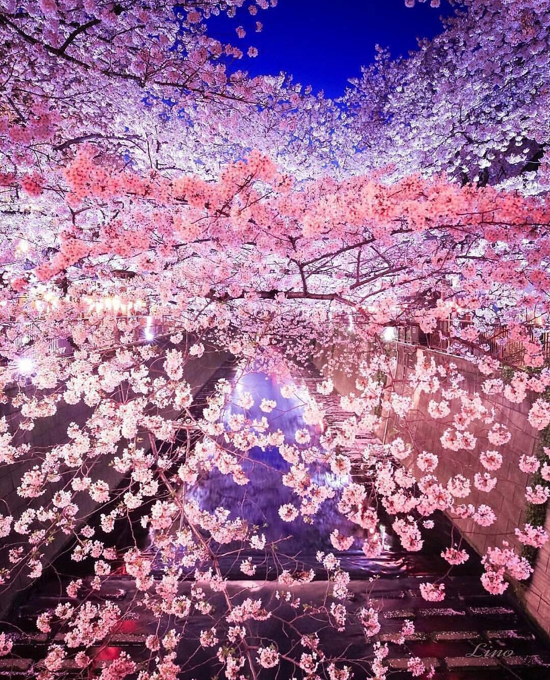 樱花下落的速度,是每秒五厘米,这目黑川的樱花