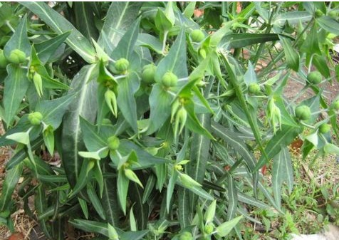 果实如豌豆,农民不喜欢它,如今成农民"致富草"|农民|千金子|野草_新浪