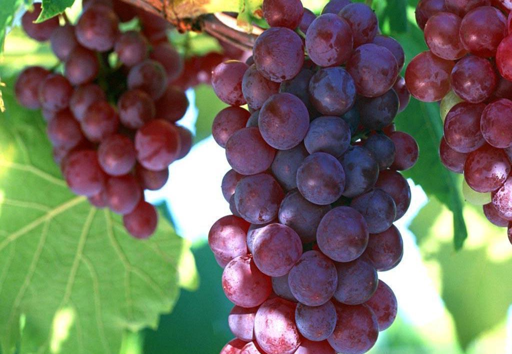 吃了葡萄以后,此食物最好不要吃,为了健康着想,要记得忌口