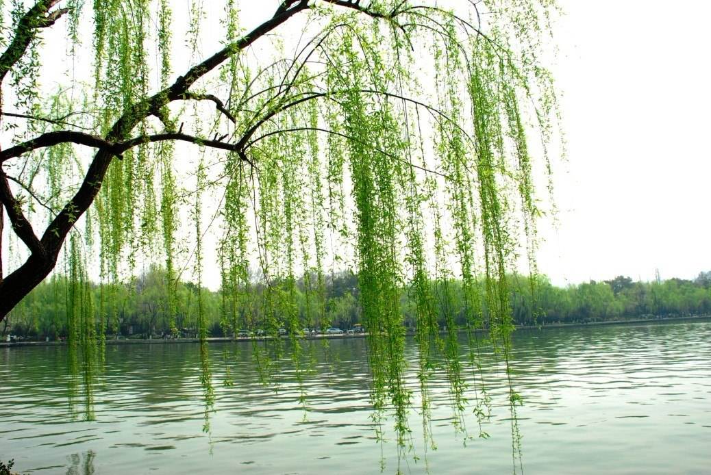 读睡精选古诗词 绿柳垂枝染碧池,披肩秀发透娇姿