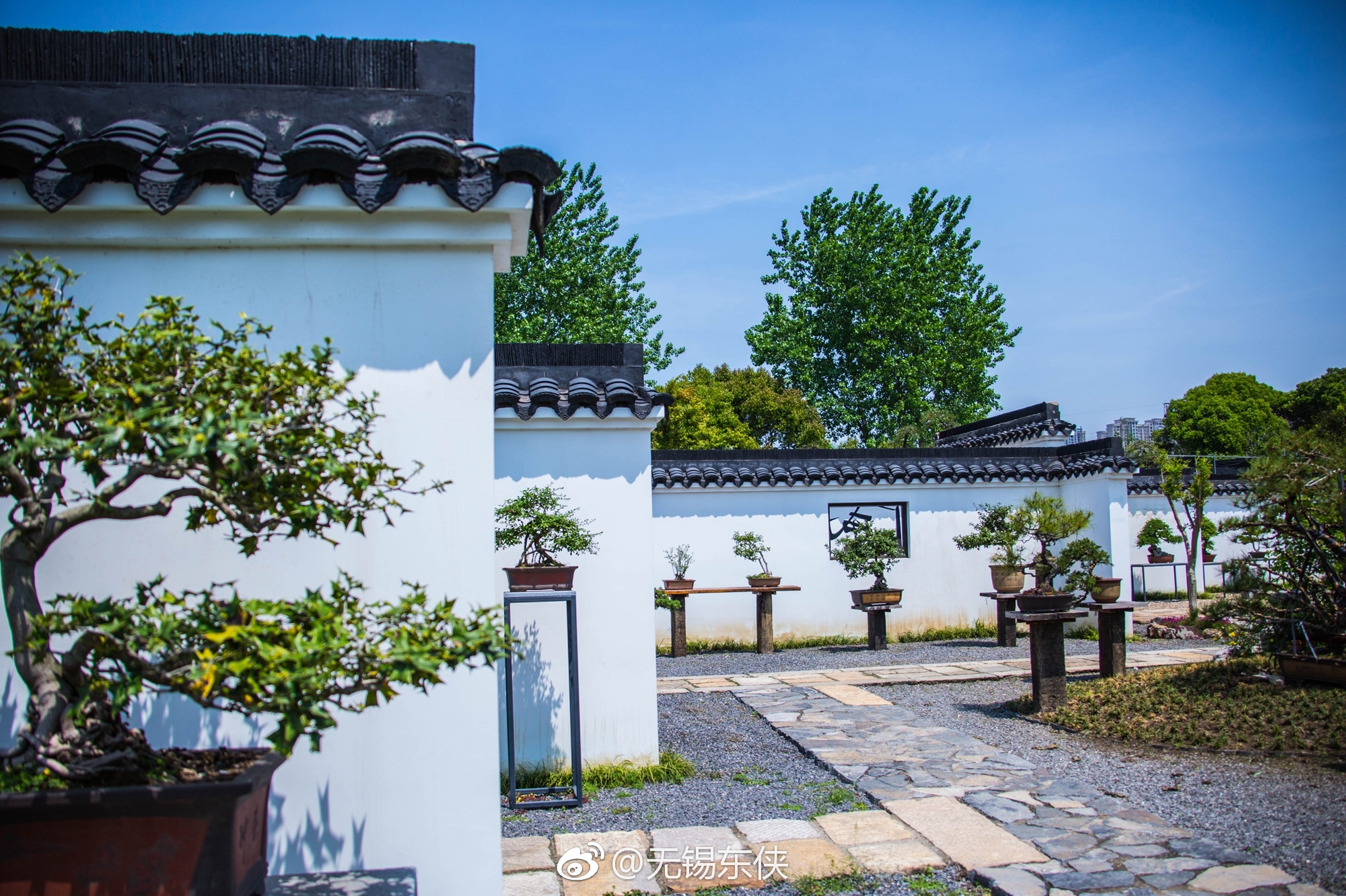 无锡洛社的尚田农庄,最风雅的地方莫过于禅心工坊盆景园,白墙黑瓦