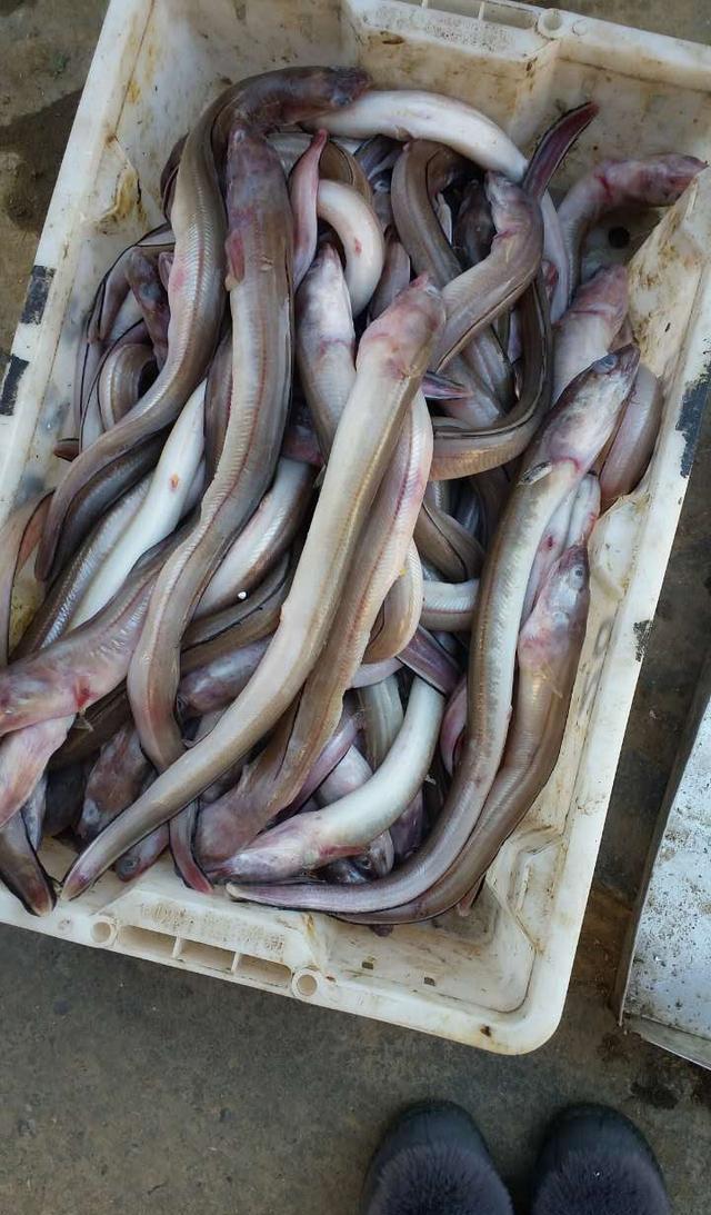 本来是想去找上次买的那个鳝鱼的,没有找到只看到这种,这个15元 2斤