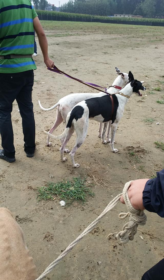 区分格慧犬和灵缇犬,2018年猎兔犬撵兔子