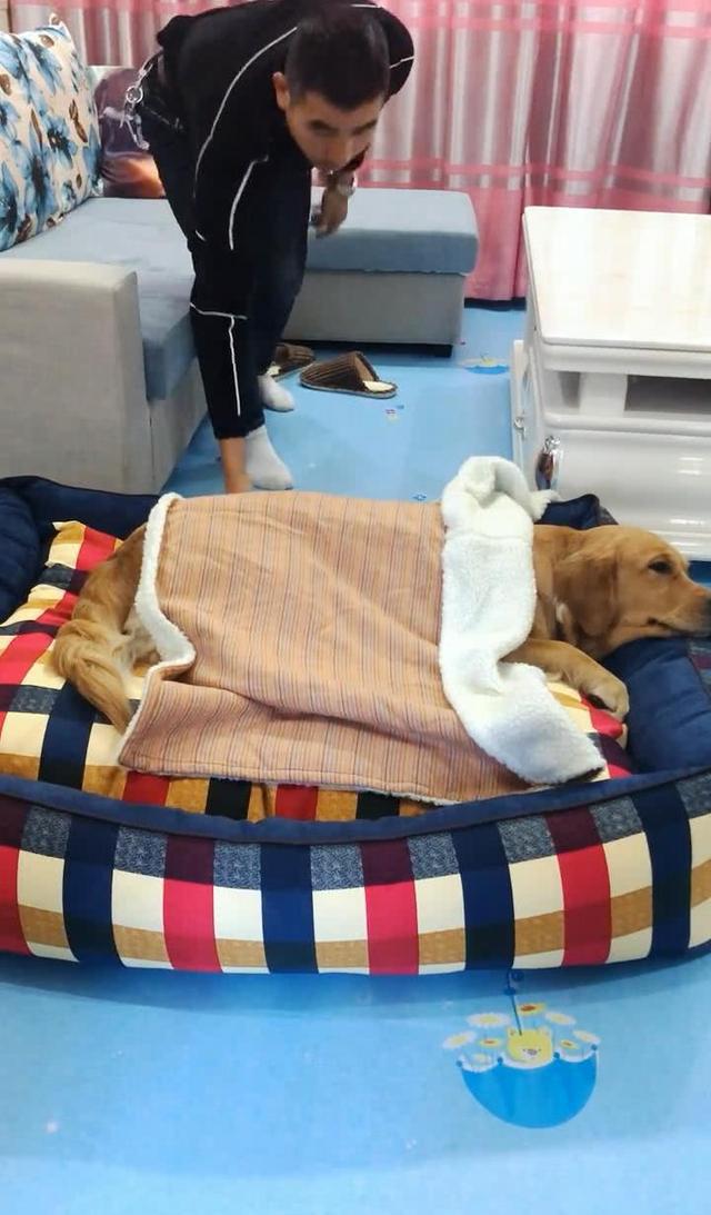 金毛睡觉主人帮它盖被子,主人睡觉时,金毛的做法亮了